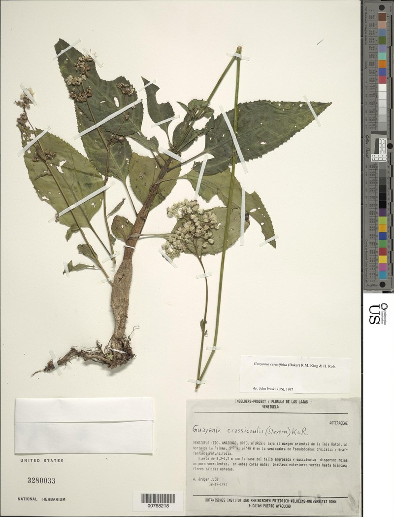 Guayania cerasifolia photo 3