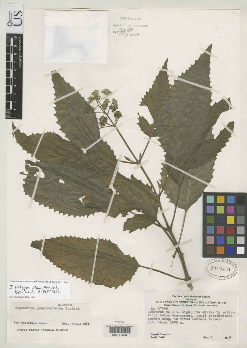 Guayania penninervata