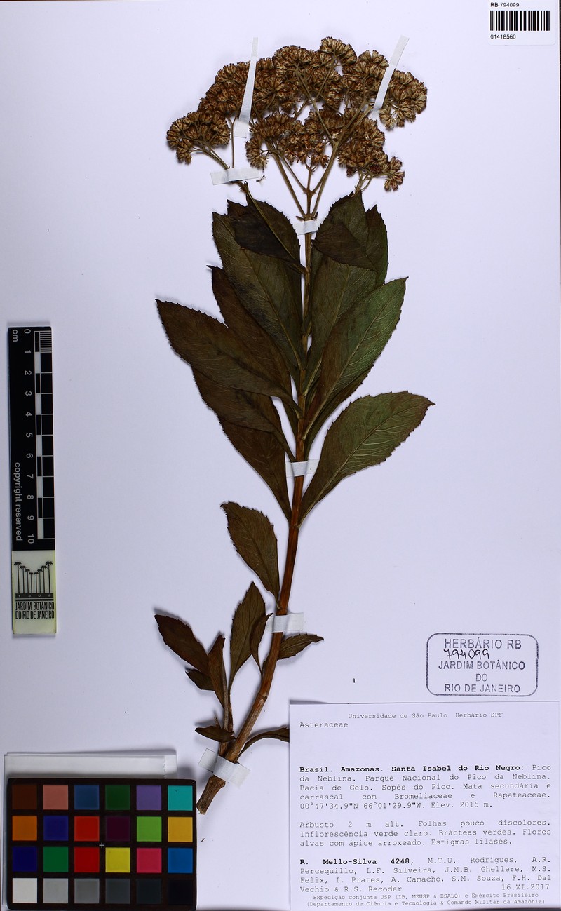 Guayania roupalifolia