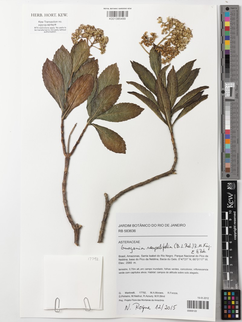 Guayania roupalifolia photo 2