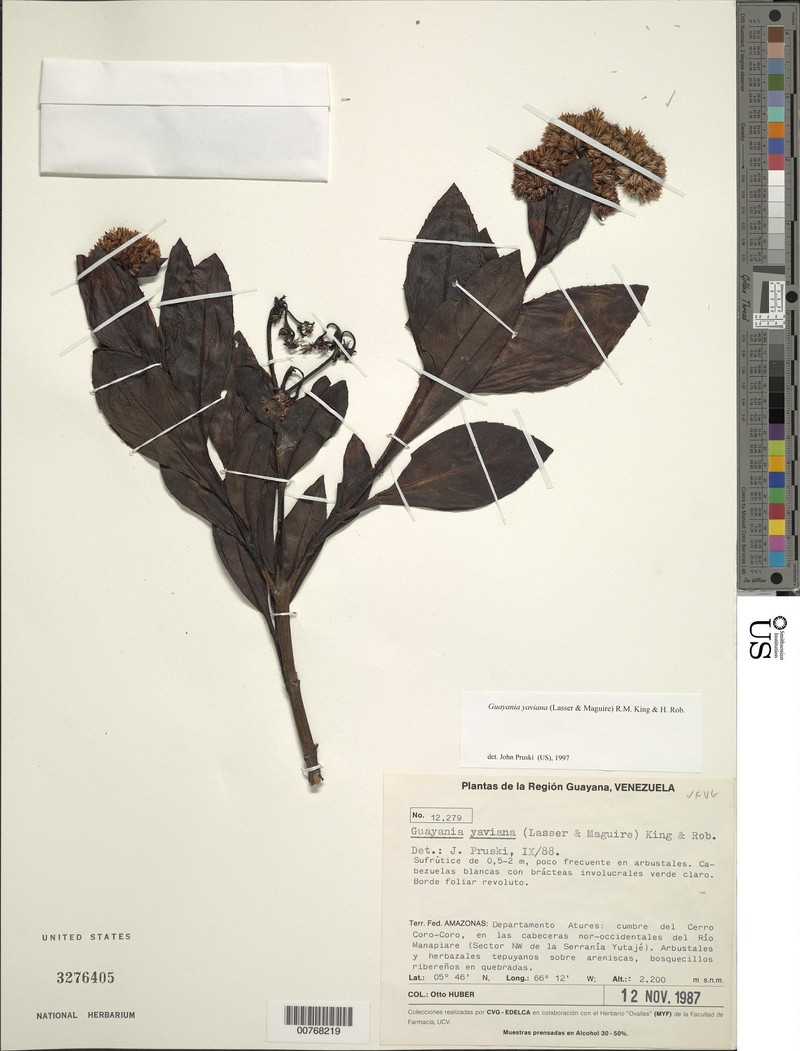 Guayania yaviana