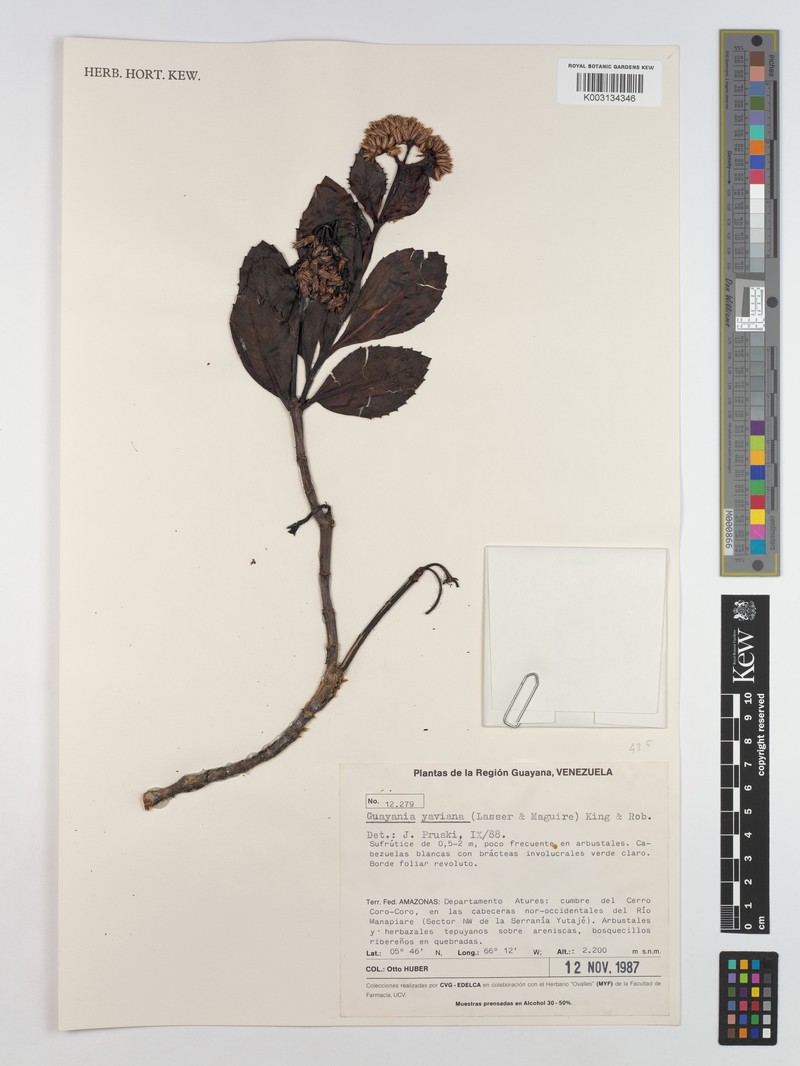 Guayania yaviana photo 2