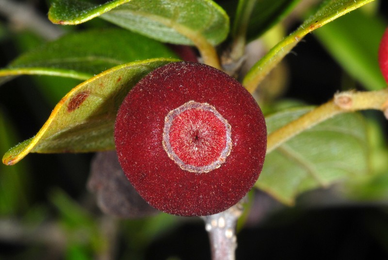 Hammock Velvetseed