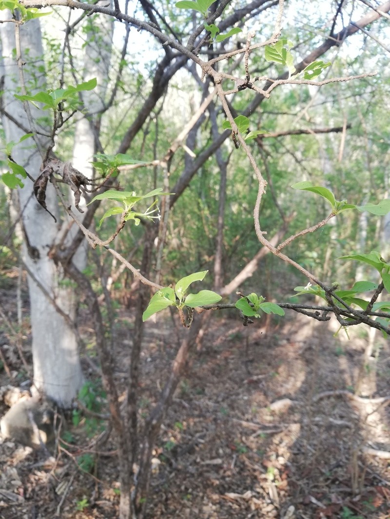 Hammock Velvetseed photo 3