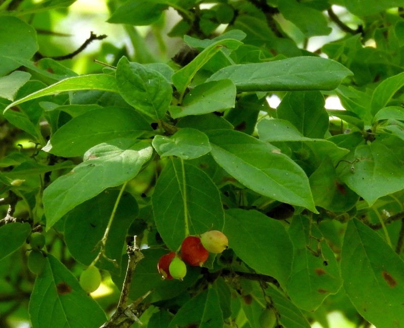 Hammock Velvetseed photo 4