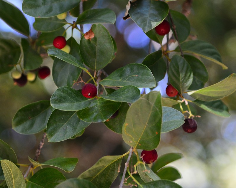 Hammock Velvetseed photo 5