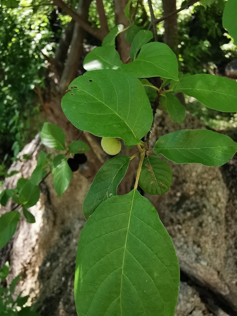 Hammock Velvetseed photo 8