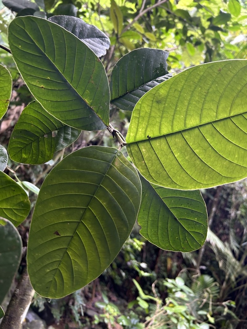 Cucubano De Monte