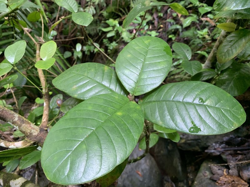 Cucubano De Monte photo 2