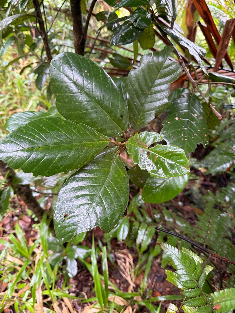 Cucubano De Monte photo 3