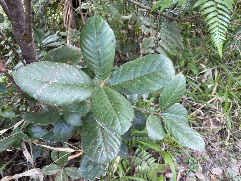 Cucubano De Monte photo 4