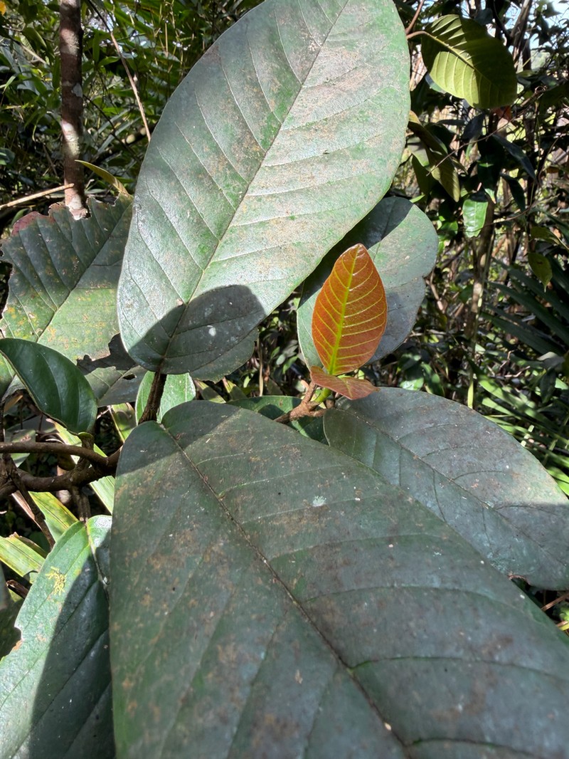 Cucubano De Monte photo 5