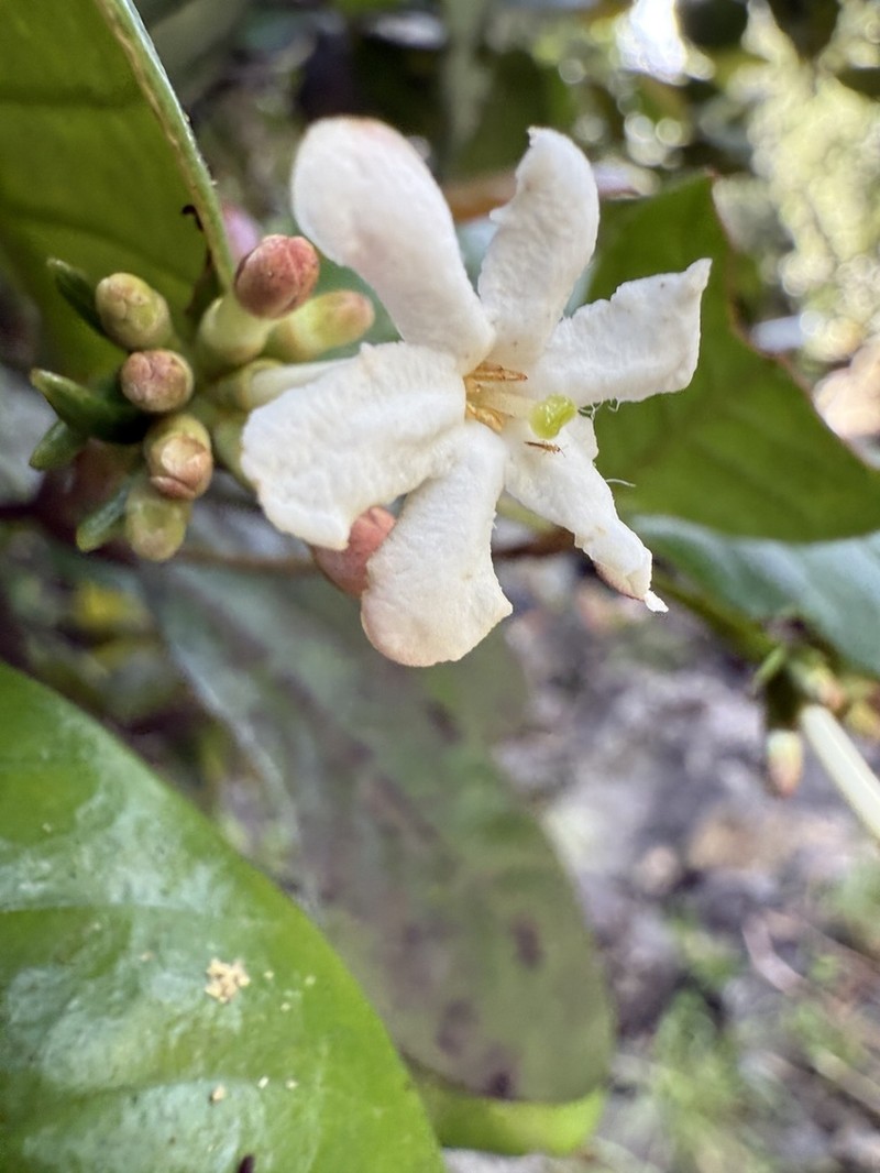 Cucubano De Monte photo 7