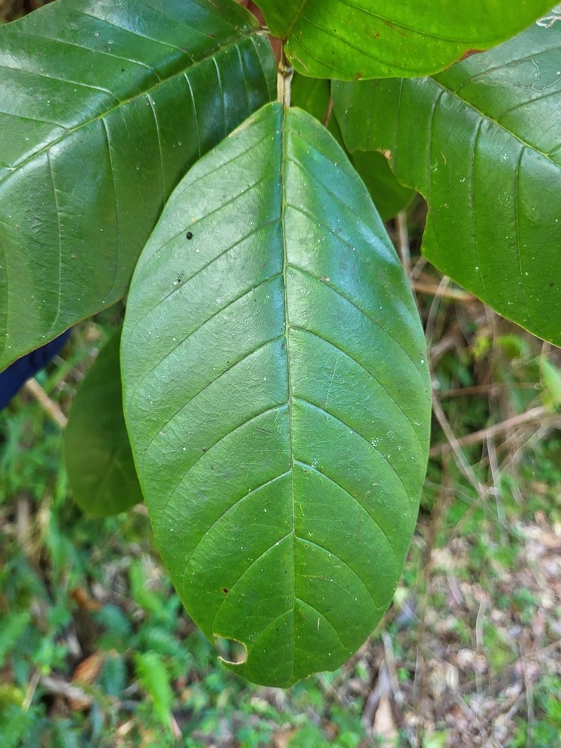 Cucubano De Monte photo 8