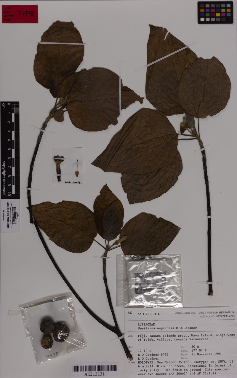 Guettarda wayaensis photo 2