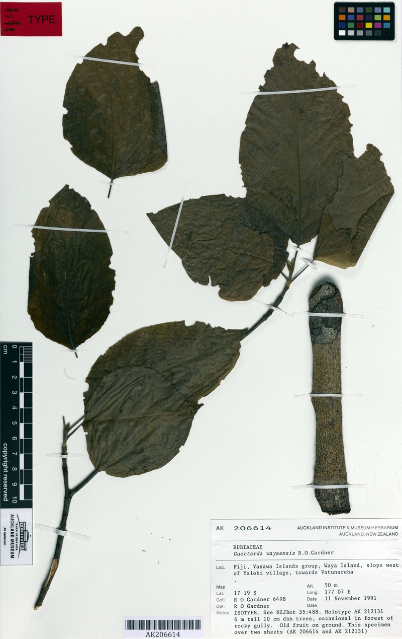 Guettarda wayaensis photo 3