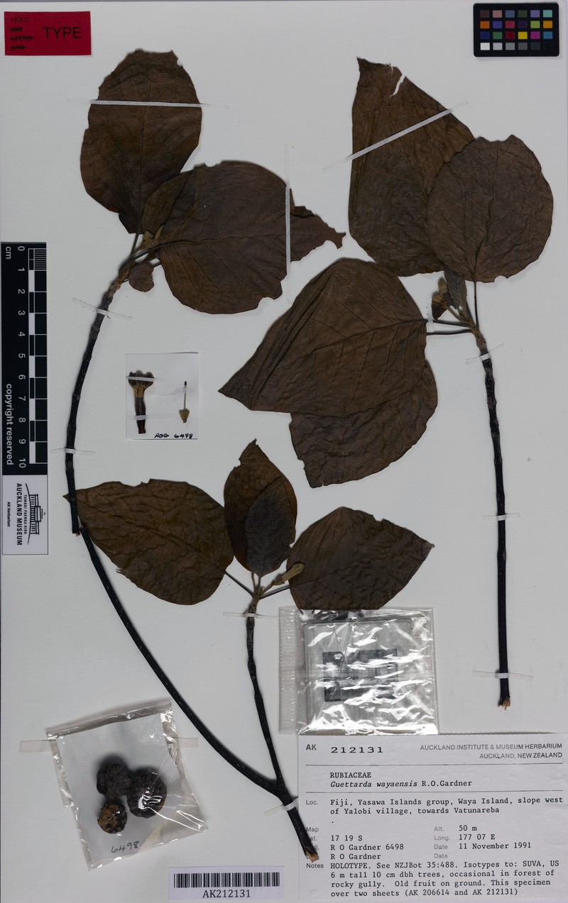 Guettarda wayaensis photo 4