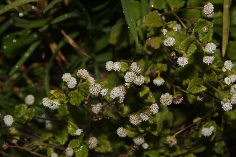 Guevaria micranthera