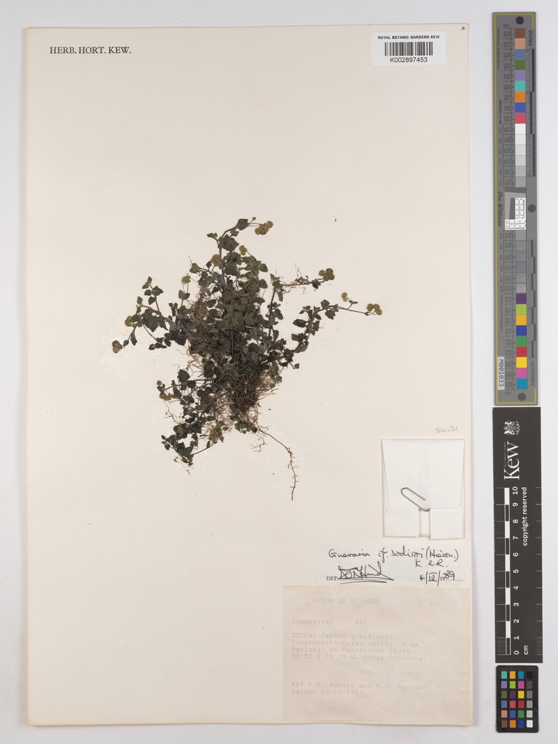 Guevaria sodiroi photo 2