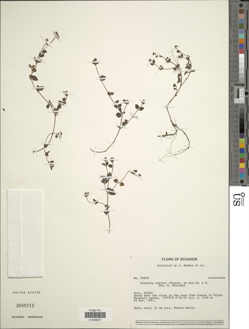Guevaria sodiroi photo 3