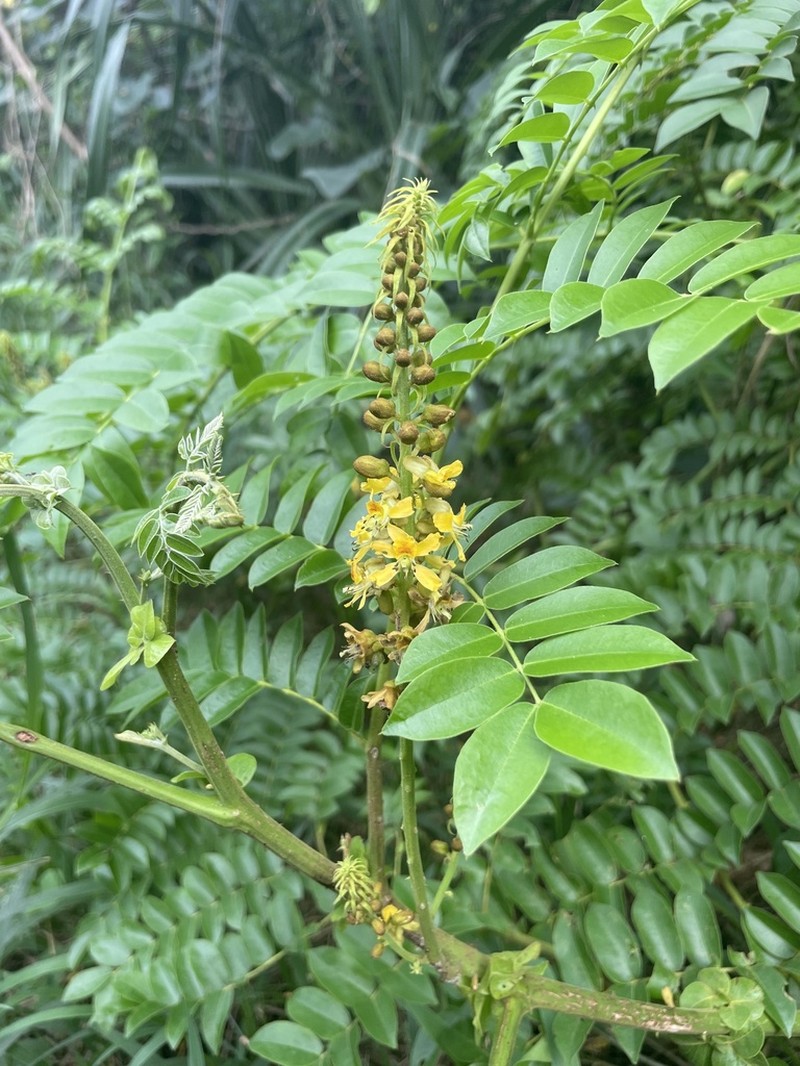 Yellow Nicker photo 3