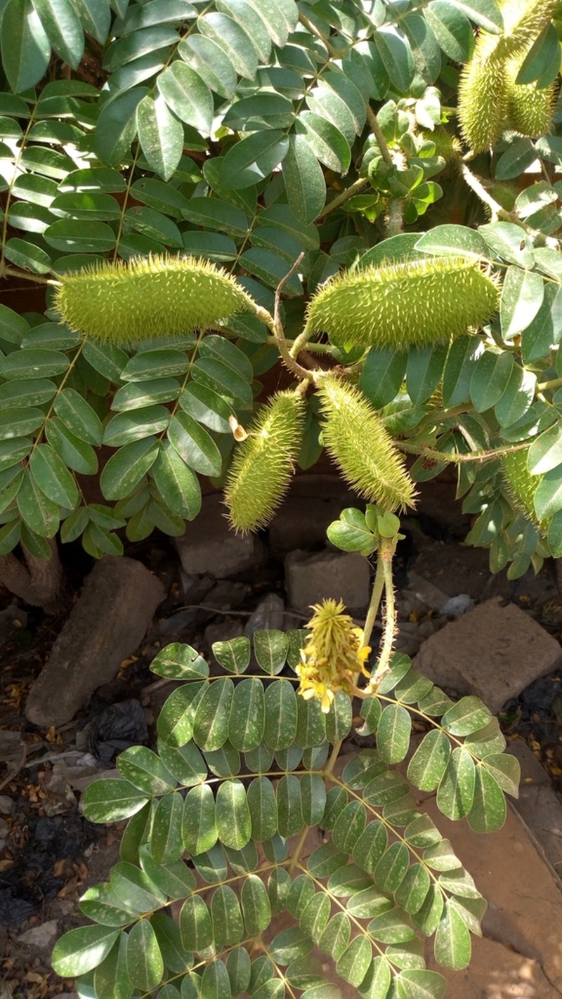 Yellow Nicker photo 6