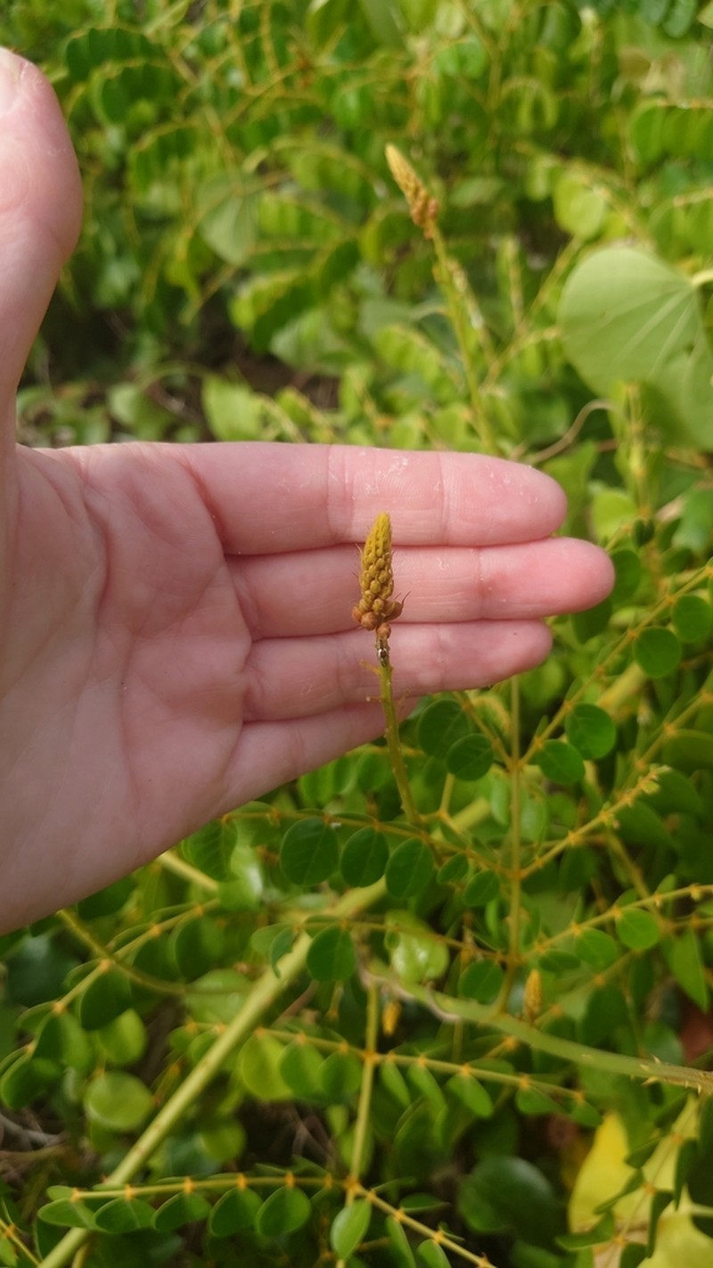 Small Yellow Nicker photo 5