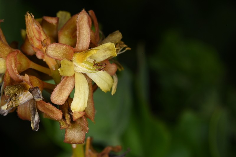Small Yellow Nicker photo 7