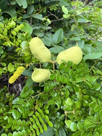 Smooth Yellow Nicker