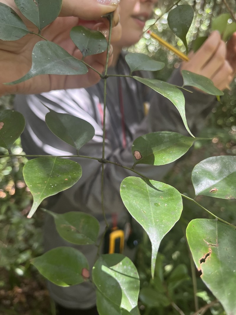 Guilandina delphinensis photo 2