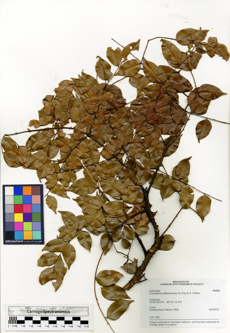 Guilandina delphinensis photo 3