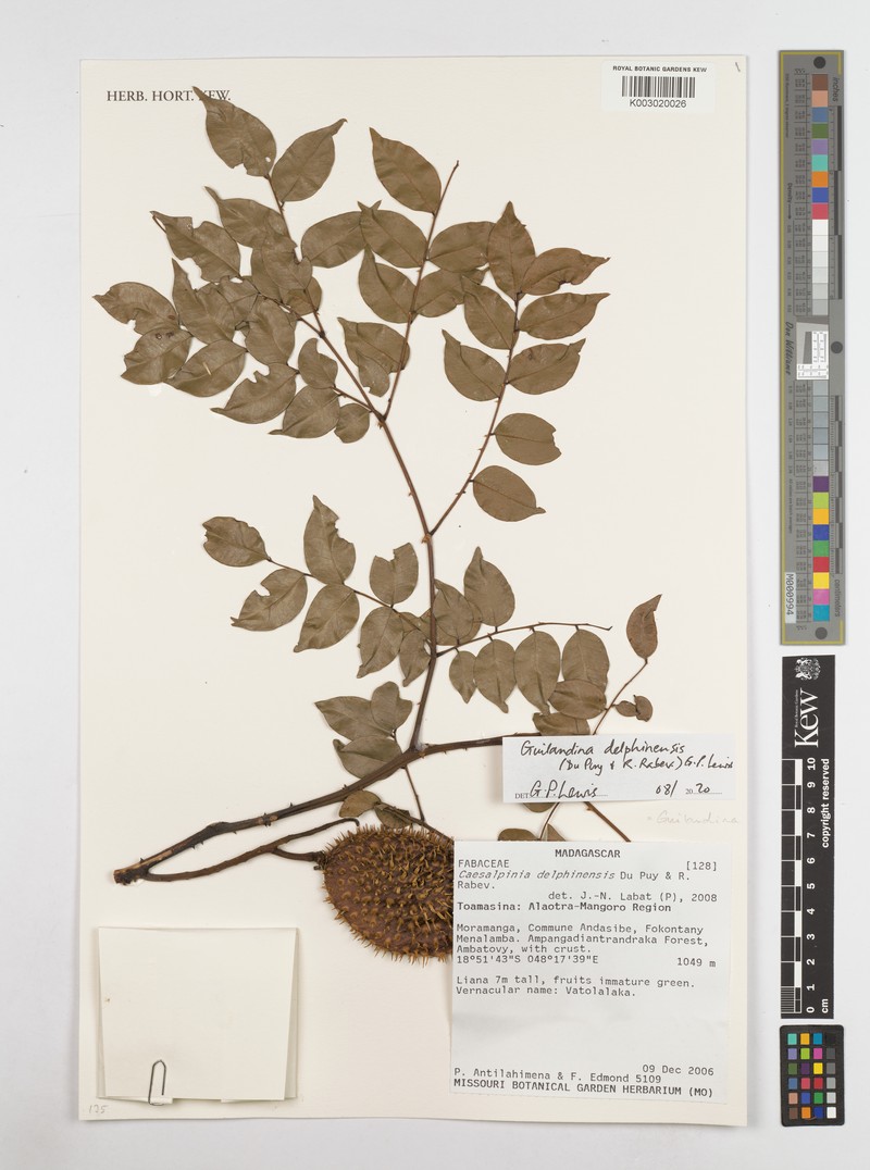 Guilandina delphinensis photo 4