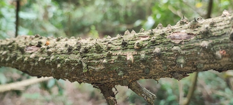Guilandina minax