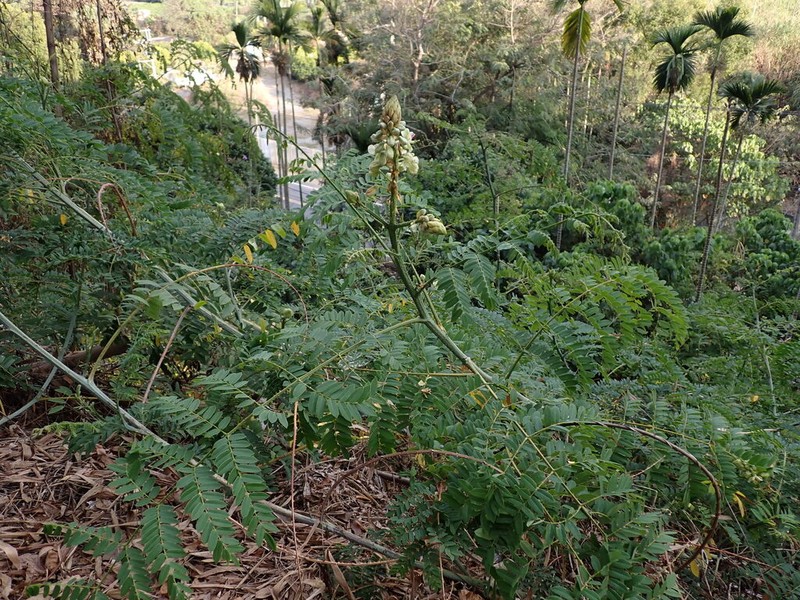 Guilandina minax photo 8