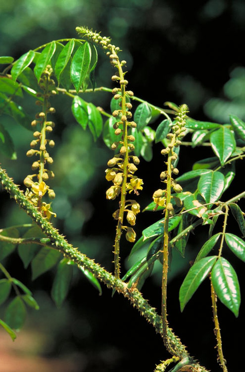 Guilandina robusta