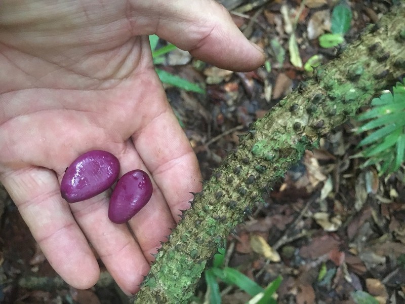 Guilandina robusta photo 3