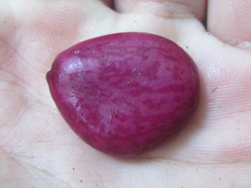 Guilandina robusta photo 4