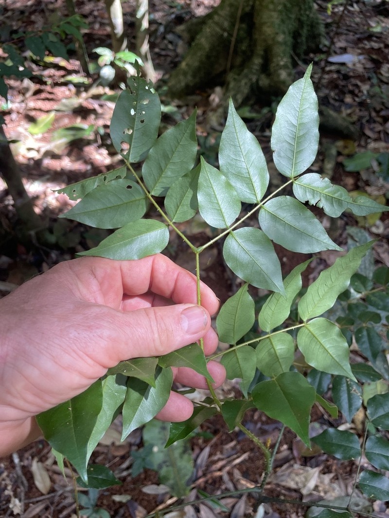 Guilandina robusta photo 5