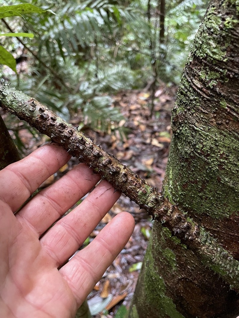 Guilandina robusta photo 6