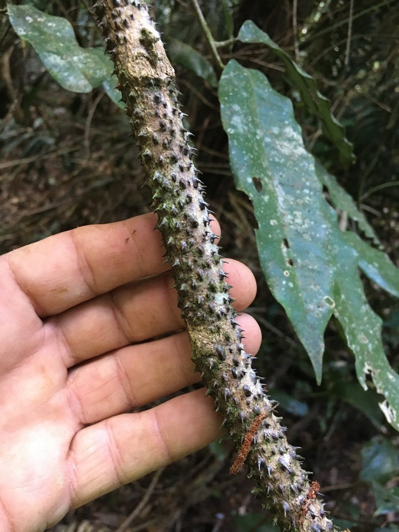Guilandina robusta photo 7