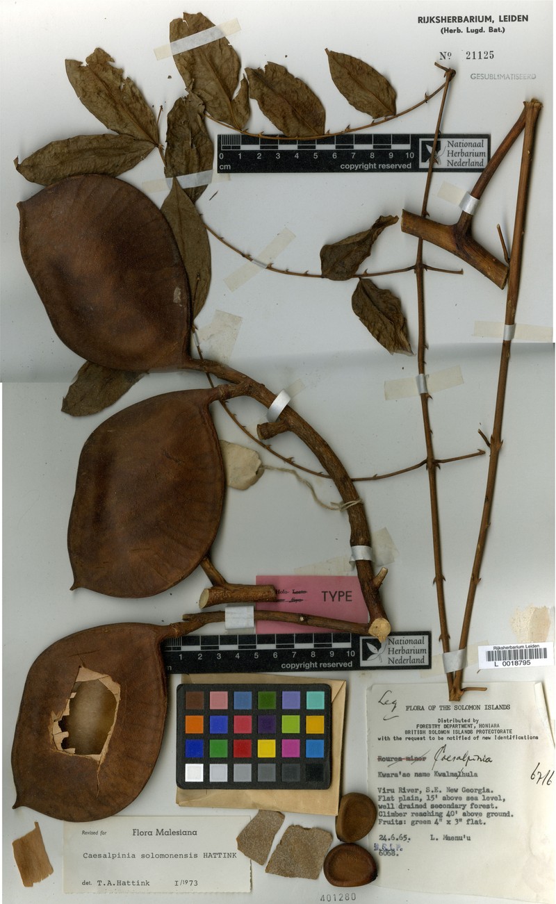Guilandina solomonensis