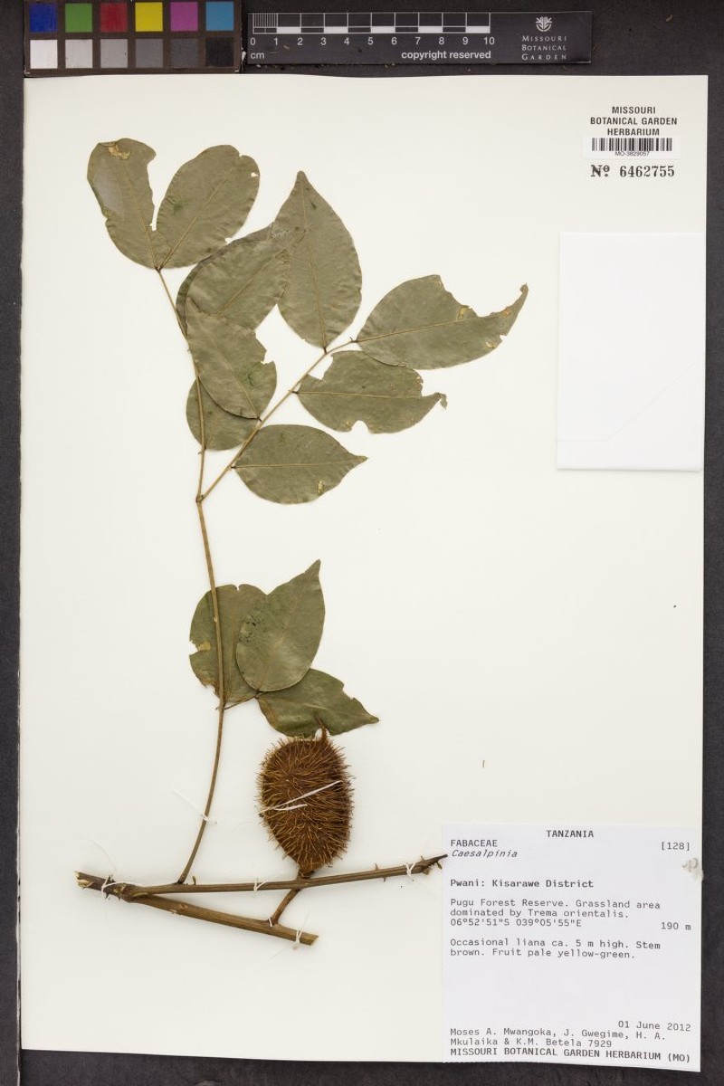 Guilandina volkensii