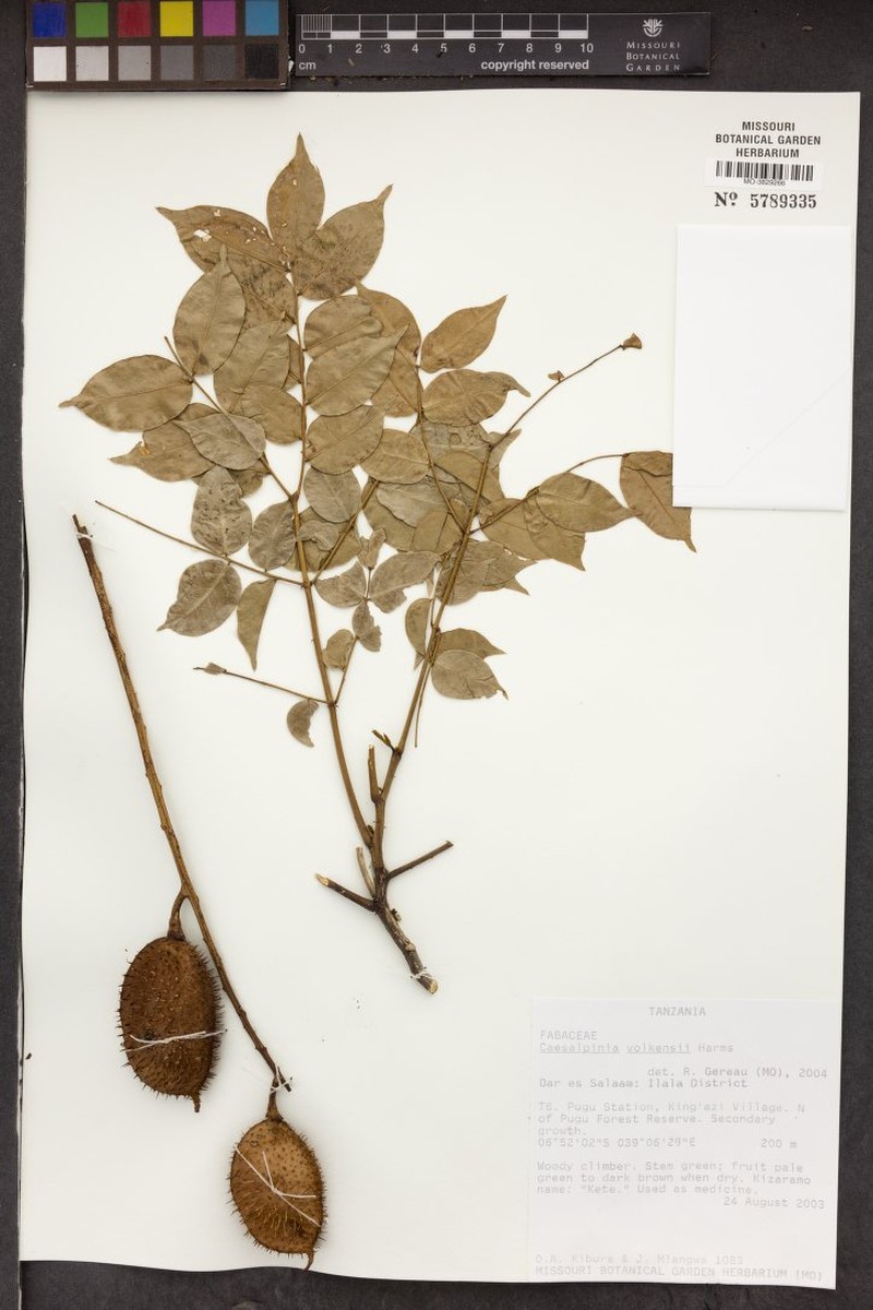 Guilandina volkensii photo 2