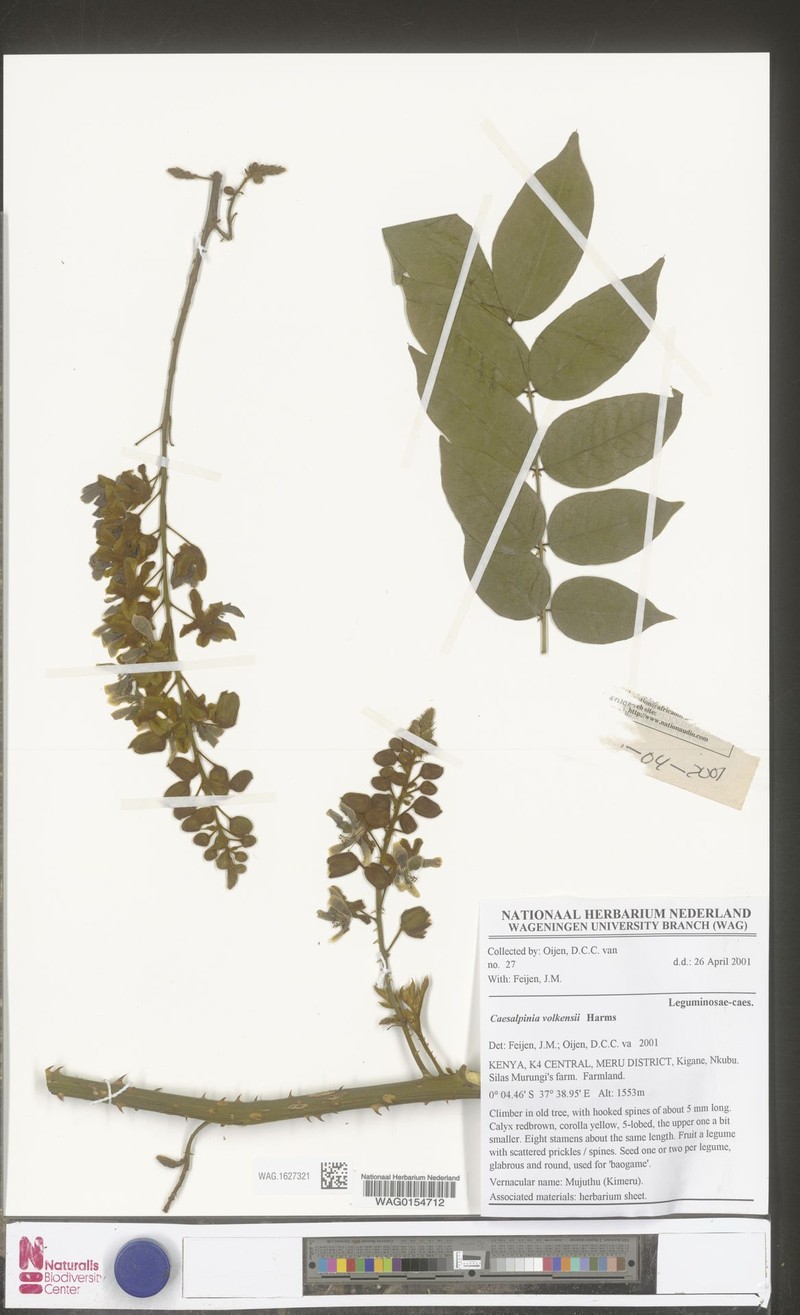 Guilandina volkensii photo 3