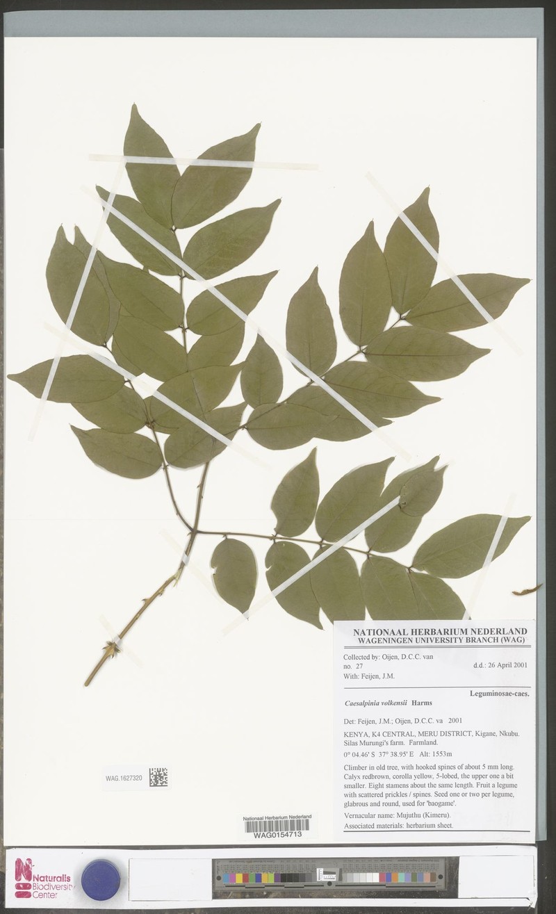 Guilandina volkensii photo 4