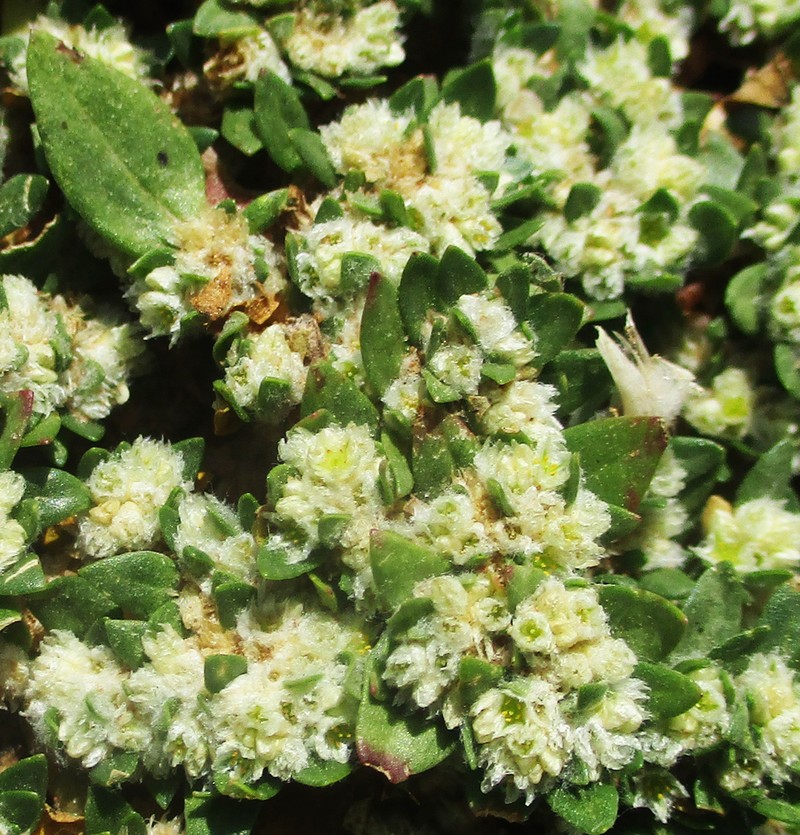 Small Matweed
