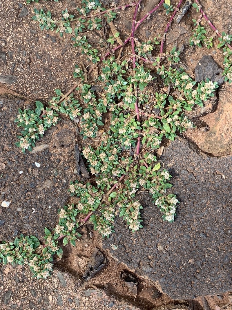 Small Matweed photo 3