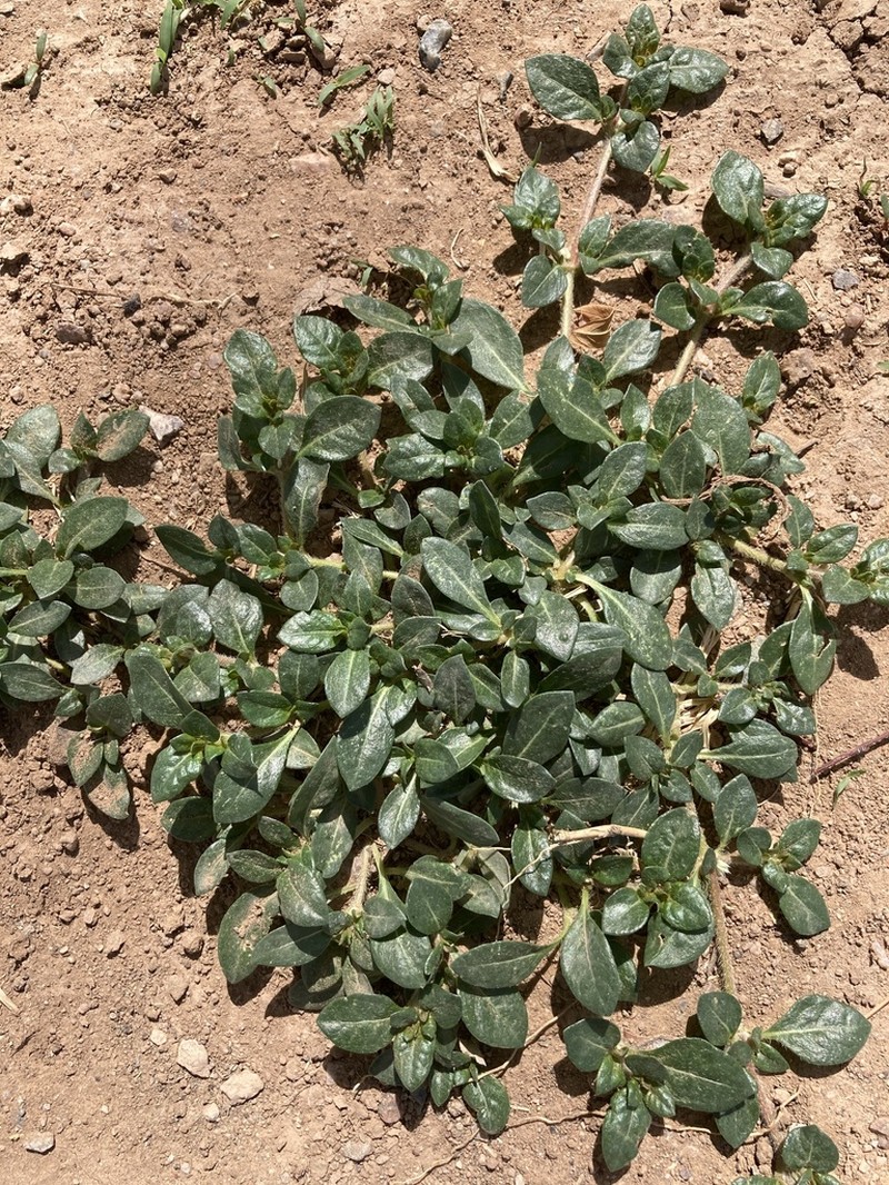 Small Matweed photo 4