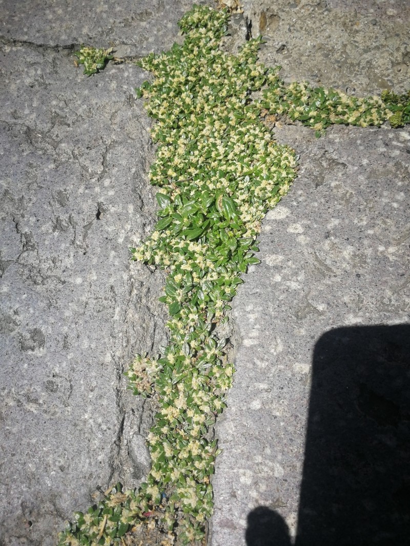 Small Matweed photo 5