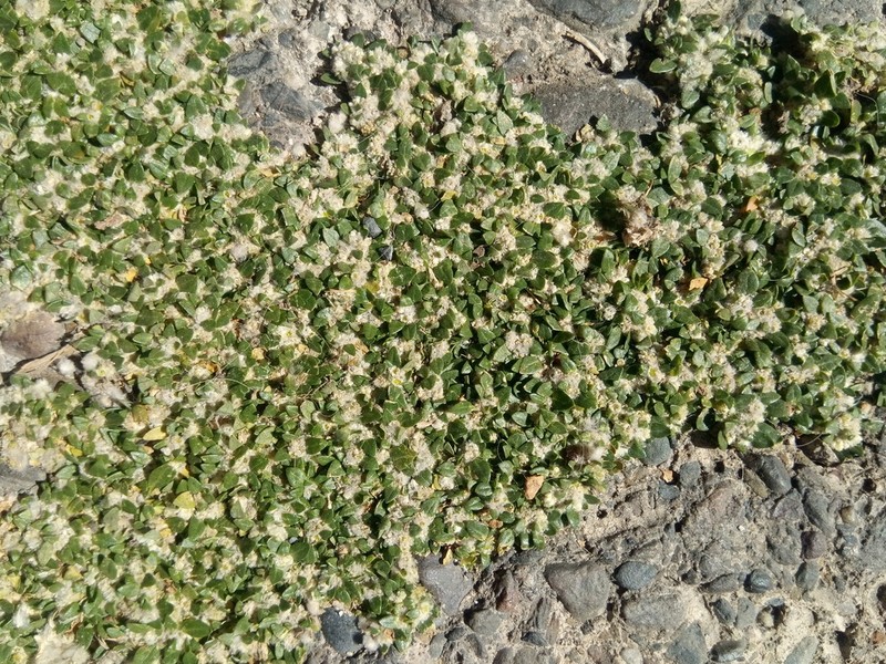 Small Matweed photo 6